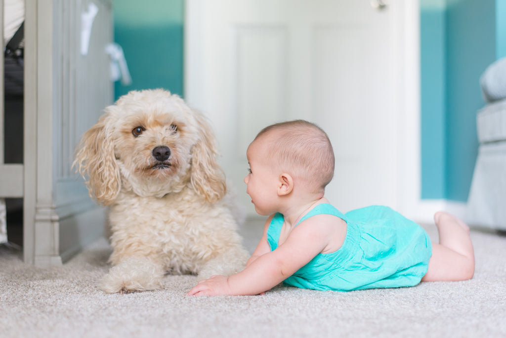 Should a Family With Small Children Keep a Pet?